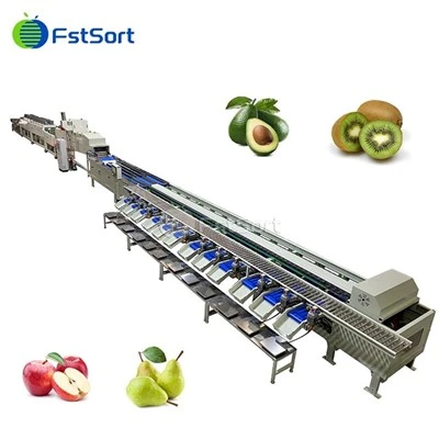 Avocado Fruit Washing Drying Waxing Sorting Processing Machine